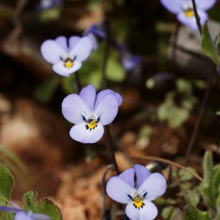 Viola heldreichiana